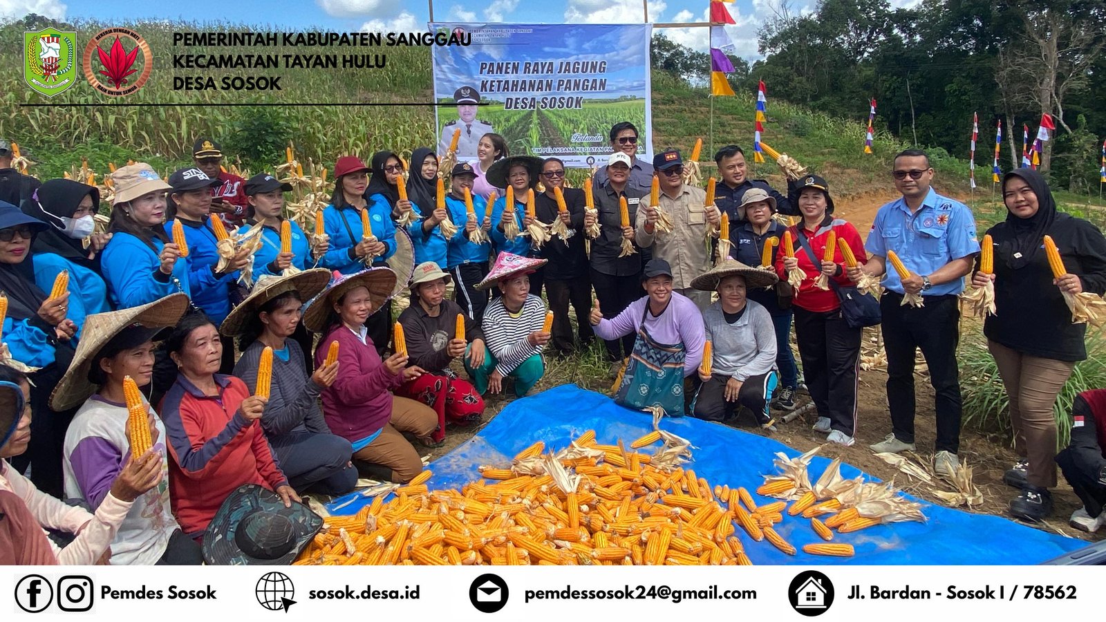 PANEN RAYA JAGUNG KETAHANAN PANGAN DESA SOSOK